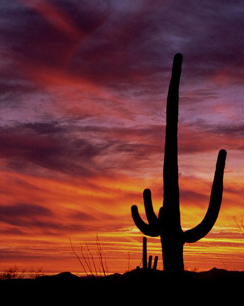 1004563_10151620329316390_58886071_n