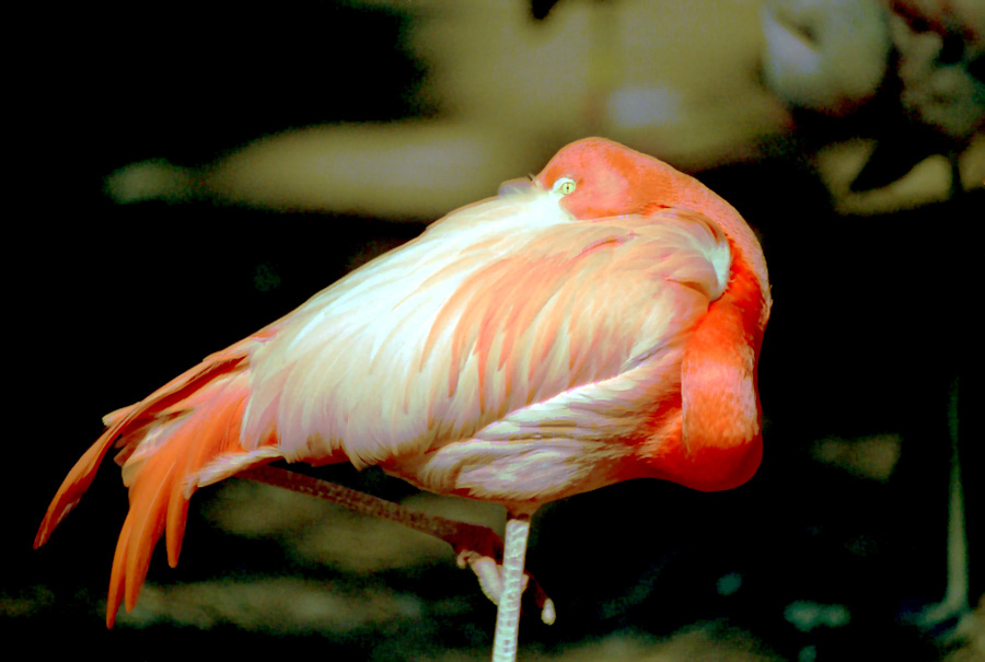 flamingo-02w